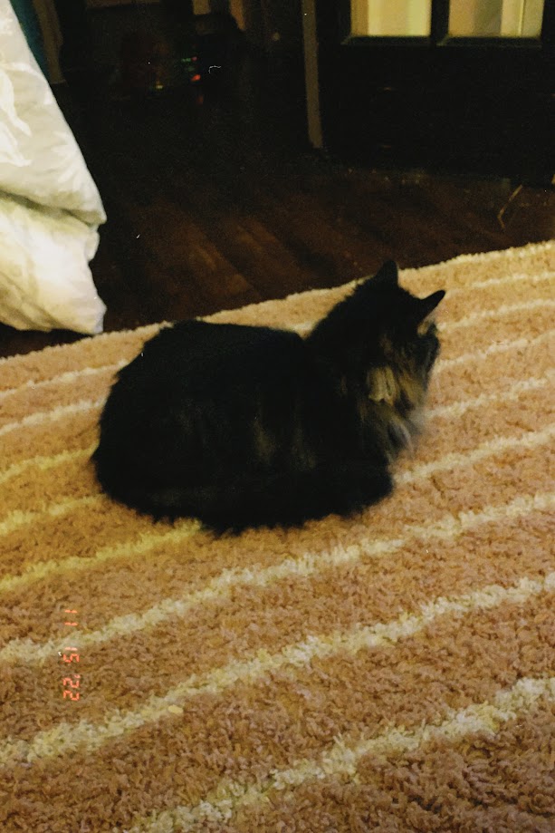november 15, 2022: a long-haired tabby cat loafing on a pink rug.